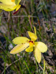 Thelymitra antennifera