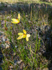 Thelymitra antennifera