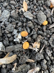 Sophora chrysophylla