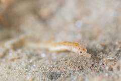 Acentronura breviperula