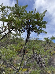 Sophora chrysophylla