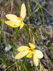 Thelymitra antennifera