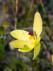 Thelymitra antennifera