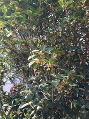 Osmanthus fragrans