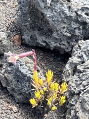 Silene struthioloides
