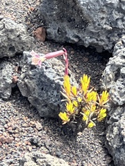 Silene struthioloides