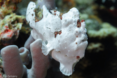 Antennarius maculatus