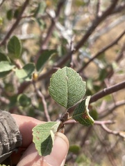 Amelanchier utahensis