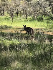 Macropus fuliginosus