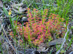 Drosera stolonifera