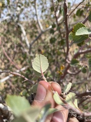Amelanchier utahensis