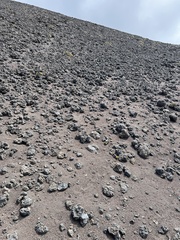 Silene struthioloides