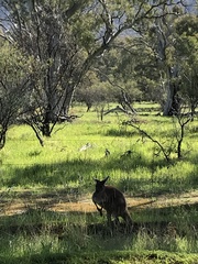 Macropus fuliginosus