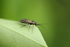 Nematinae