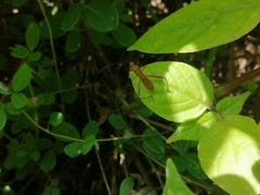 Riptortus linearis