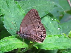 Cissia themis