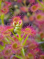 Drosera stolonifera