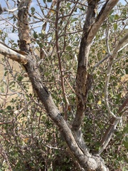 Amelanchier utahensis