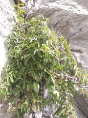 Passiflora bryonioides
