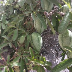 Passiflora bryonioides