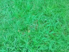 Microstegium vimineum