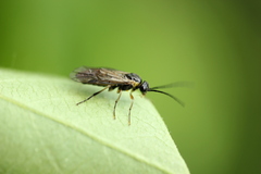 Nematinae