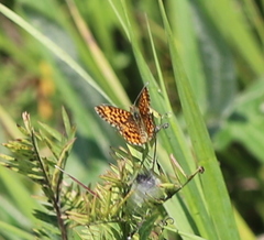Boloria