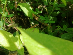 Riptortus linearis