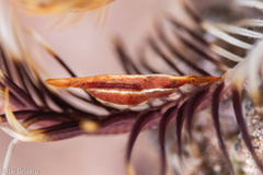 Hippolyte catagrapha