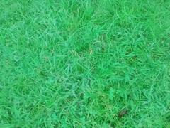 Microstegium vimineum