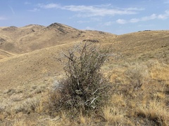 Amelanchier utahensis