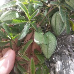 Passiflora bryonioides
