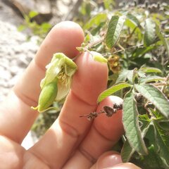 Passiflora bryonioides