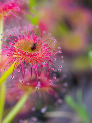 Drosera stolonifera