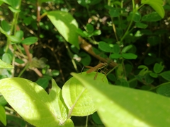 Riptortus linearis