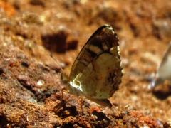 Anthanassa tulcis