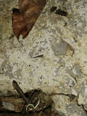 Archaeognatha