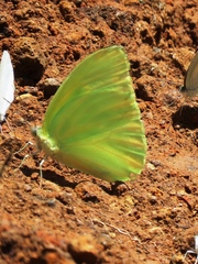 Aphrissa statira