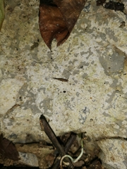 Archaeognatha