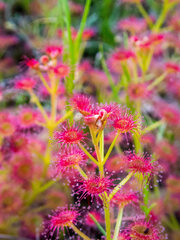 Drosera stolonifera