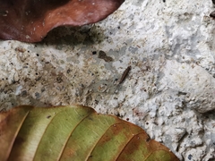 Archaeognatha