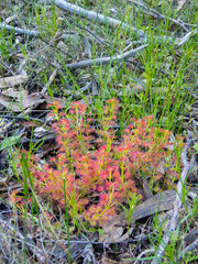 Drosera stolonifera