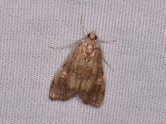 Elophila gyralis