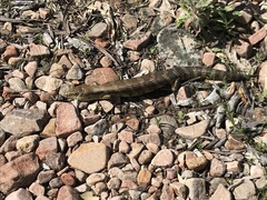 Tiliqua scincoides