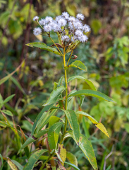 Senecio sarracenicus