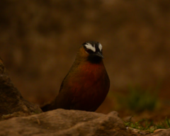 Montecincla cachinnans