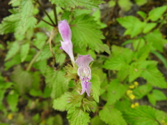 Lamium garganicum