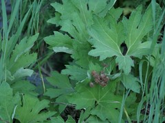 Petasites frigidus palmatus