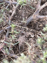 Phrynosoma platyrhinos