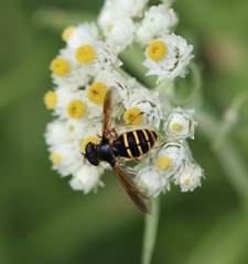 Sericomyia chalcopyga